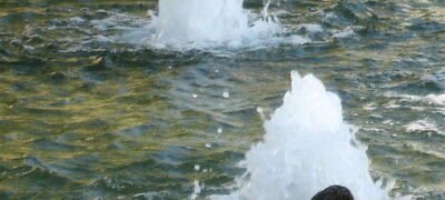 Black Swan event