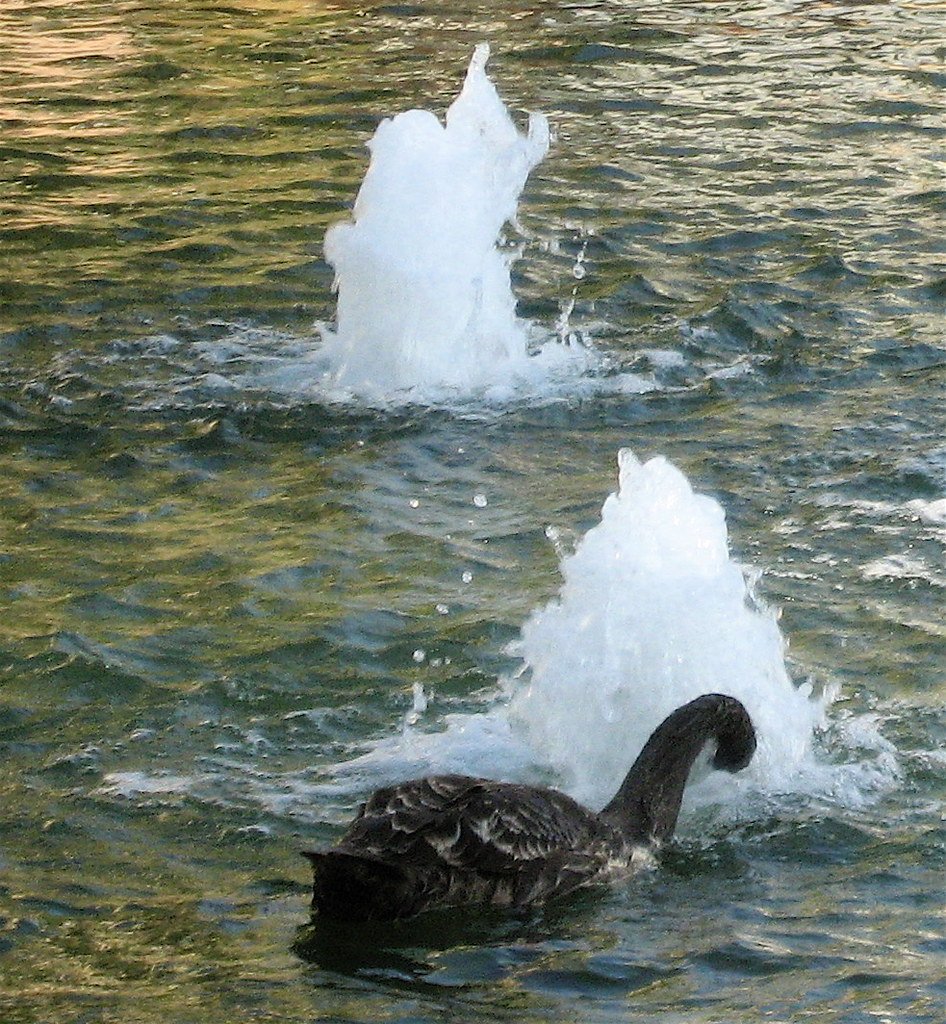 Black Swan event