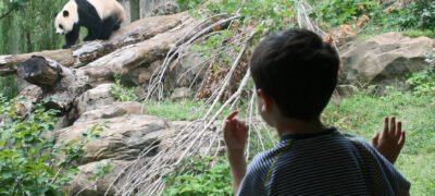 connecting with giant pandas